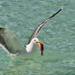 Gallery Thumbnail 11