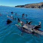 Gallery Thumbnail 10