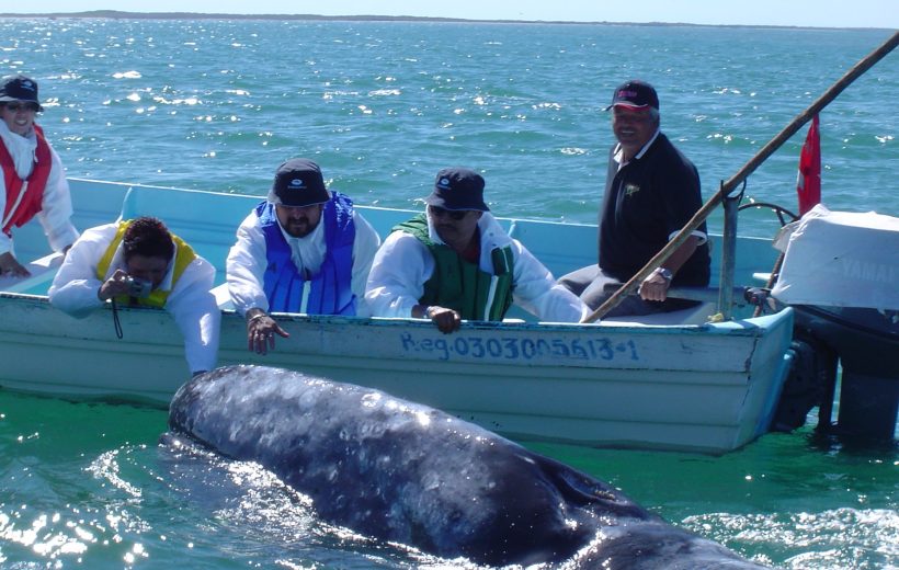 Avistamiento de ballena Gris